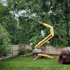 How Our Tree Care Process Works  in  Mount Carroll, IL